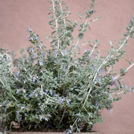 Bed & Breakfast Lacasarossamurazzano