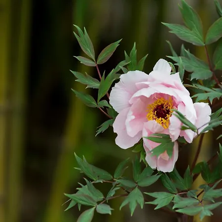 فندق مبيت وإفطار Lacasarossamurazzano