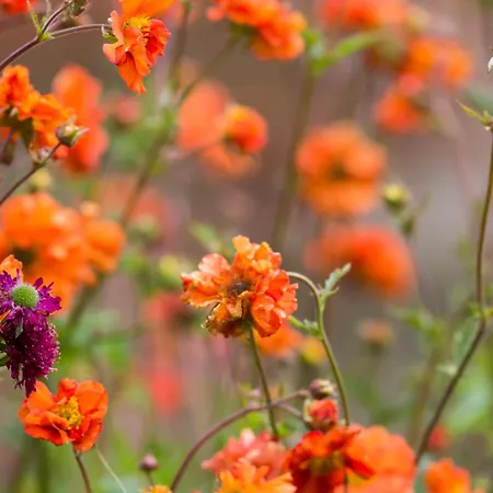 Lacasarossamurazzano Bed & Breakfast 3*