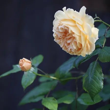 Lacasarossamurazzano