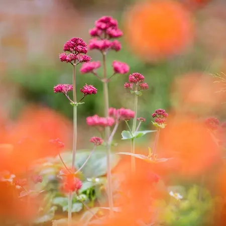 Lacasarossamurazzano Murazzano (Cuneo)