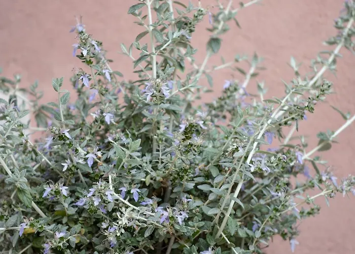 Frühstückspension Lacasarossamurazzano