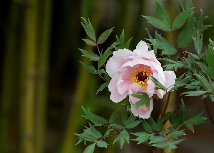 Frühstückspension Lacasarossamurazzano