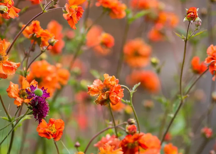 Lacasarossamurazzano Frühstückspension 3*