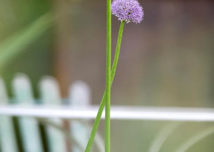 Lacasarossamurazzano Frühstückspension Murazzano (Cuneo)