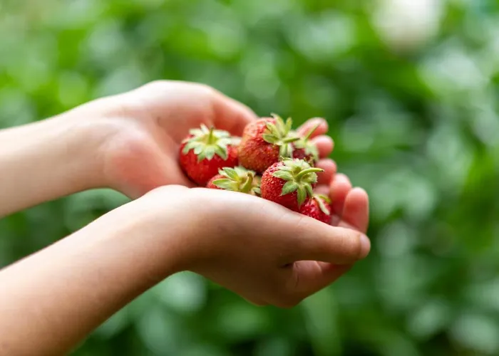 Lacasarossamurazzano Murazzano (Cuneo)