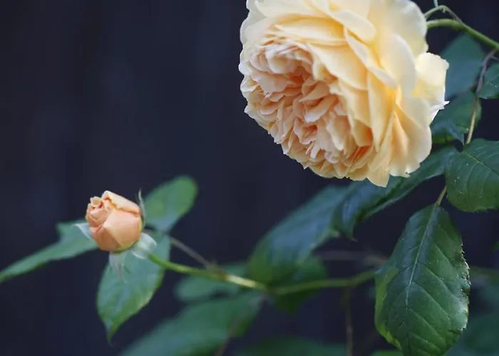 Lacasarossamurazzano